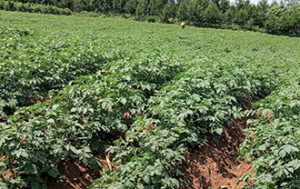 Inside Jirongo’s Multimillion Shilling Farm in Uasin Gishu Set for Auction Days After His Death