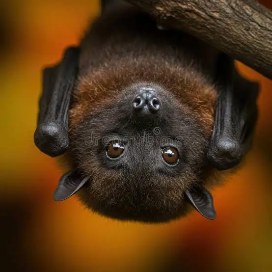 Indian Government Confirms Outbreak of Highly Fatal, Non-Curable Bat-Borne Nipah Virus