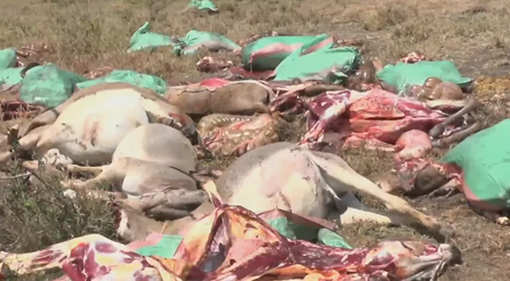 Suspects Flee After 34 Donkeys Are Slaughtered in Kajiado