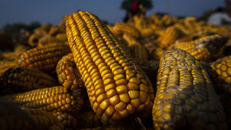 Kenyan Maize Farmers Rush to Sell as Prices Drop by KSh 600 Due to Cheap Imports from TZ