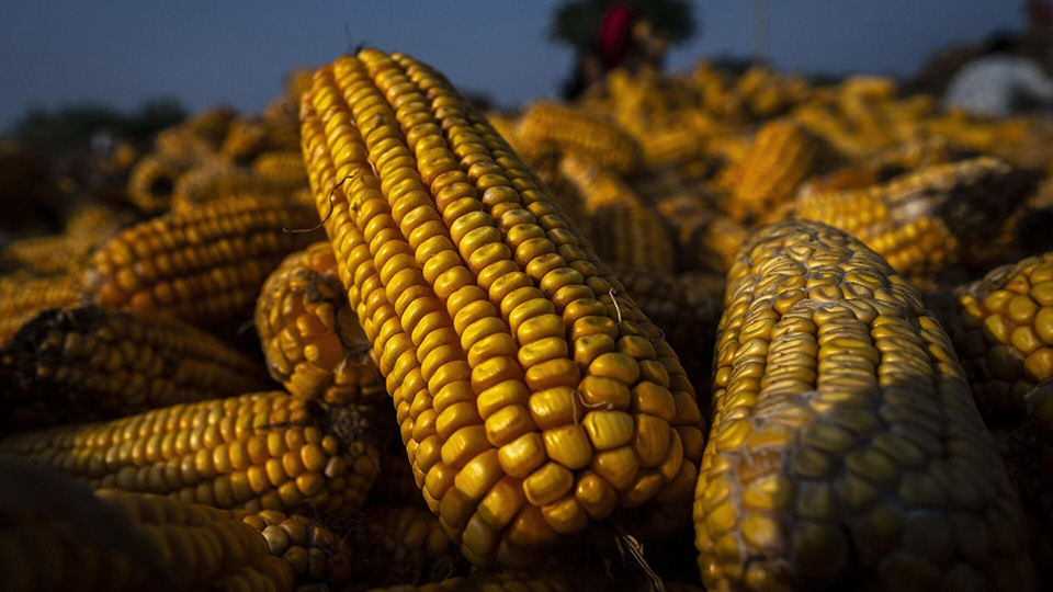 Kenyan Maize Farmers Rush to Sell as Prices Drop by KSh 600 Due to Cheap Imports from TZ