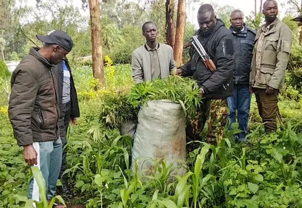 NACADA Uproots Two Sacks of Bhang at 22-Year-Old’s Home in Trans Nzoia