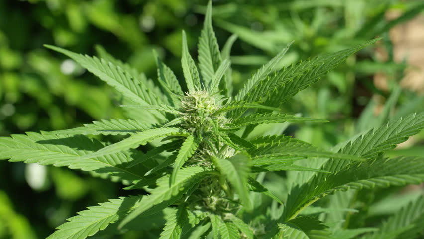 High Court Rules on Legalisation of Bhang in Kenya High Court Rules on Legalisation of Bhang in Kenya