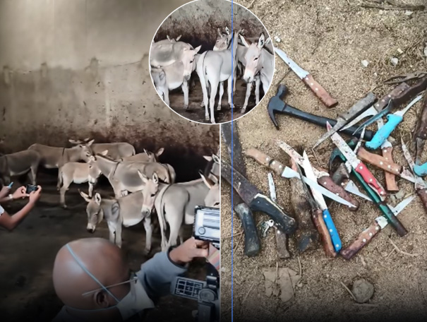 30 Donkeys Seized in Juja Warehouse Over Suspected Slaughter and Meat Distribution in Nairobi 30 Donkeys Seized in Juja Warehouse Over Suspected Slaughter and Meat Distribution in Nairobi